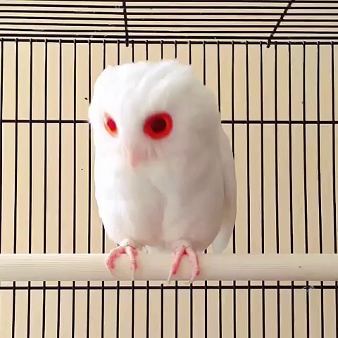 Avez-vous déjà vu une chouette albinos ?