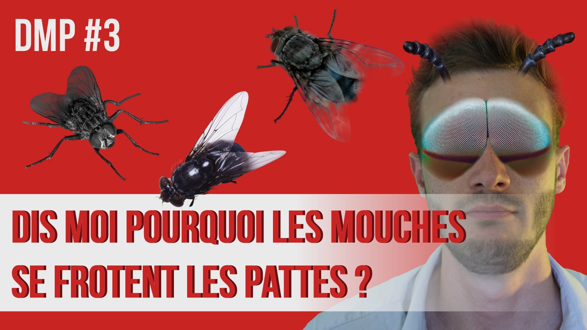 Dis-moi pourquoi les mouches se frottent les pattes ? DMP #3