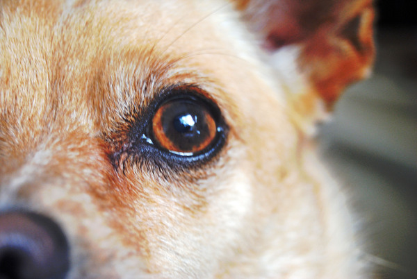 Le chien c&rsquo;est vraiment le meilleur ami de l&rsquo;homme, la preuve en vidéo !!