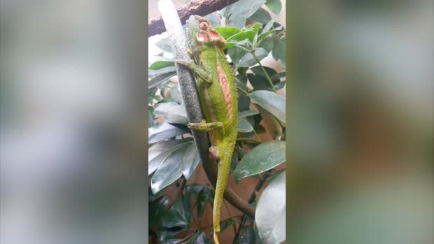 La naissance d&rsquo;un caméléon