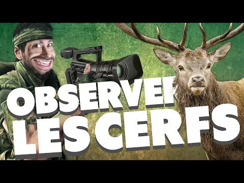 Les étranges expériences : observer les cerfs