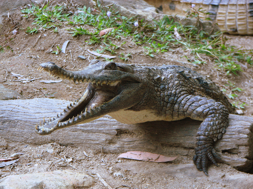 Jouer au funambule au-dessus d&rsquo;alligators