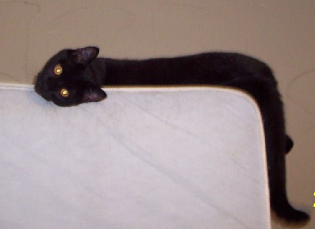 Котозмей