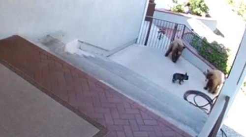 Petit mais costaud ce bouledogue !!