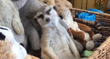 Un suricate fait une petite sieste contre des peluches… TROP CUTE !!