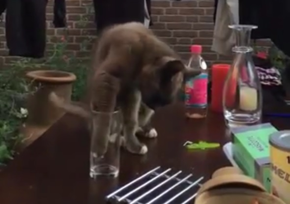 Enooorme !!! Troller un chat avec un simple verre d&rsquo;eau…