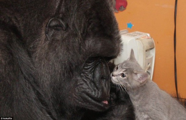 La rencontre d&rsquo;une gorille avec des chatons