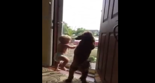 Un bébé et un chien trépignent d&rsquo;impatience quand papa rentre