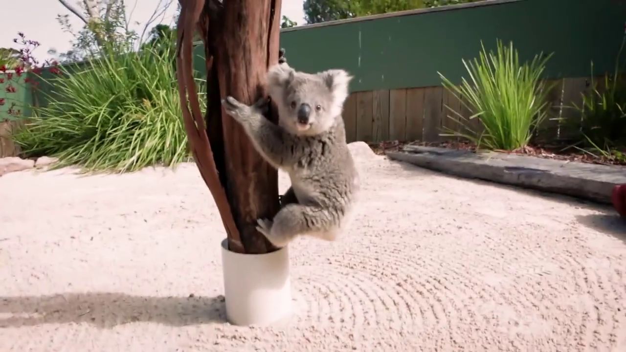 Un bébé koala à besoin de câlins