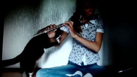 Un chat qui n&rsquo;aime pas l&rsquo;art de la flûte traversière