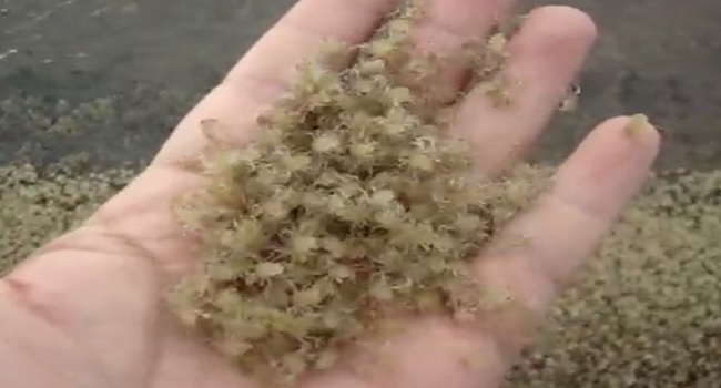 Des centaines de milliers de bébés crabes