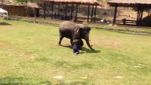 Un éléphant vient défendre son soigneur