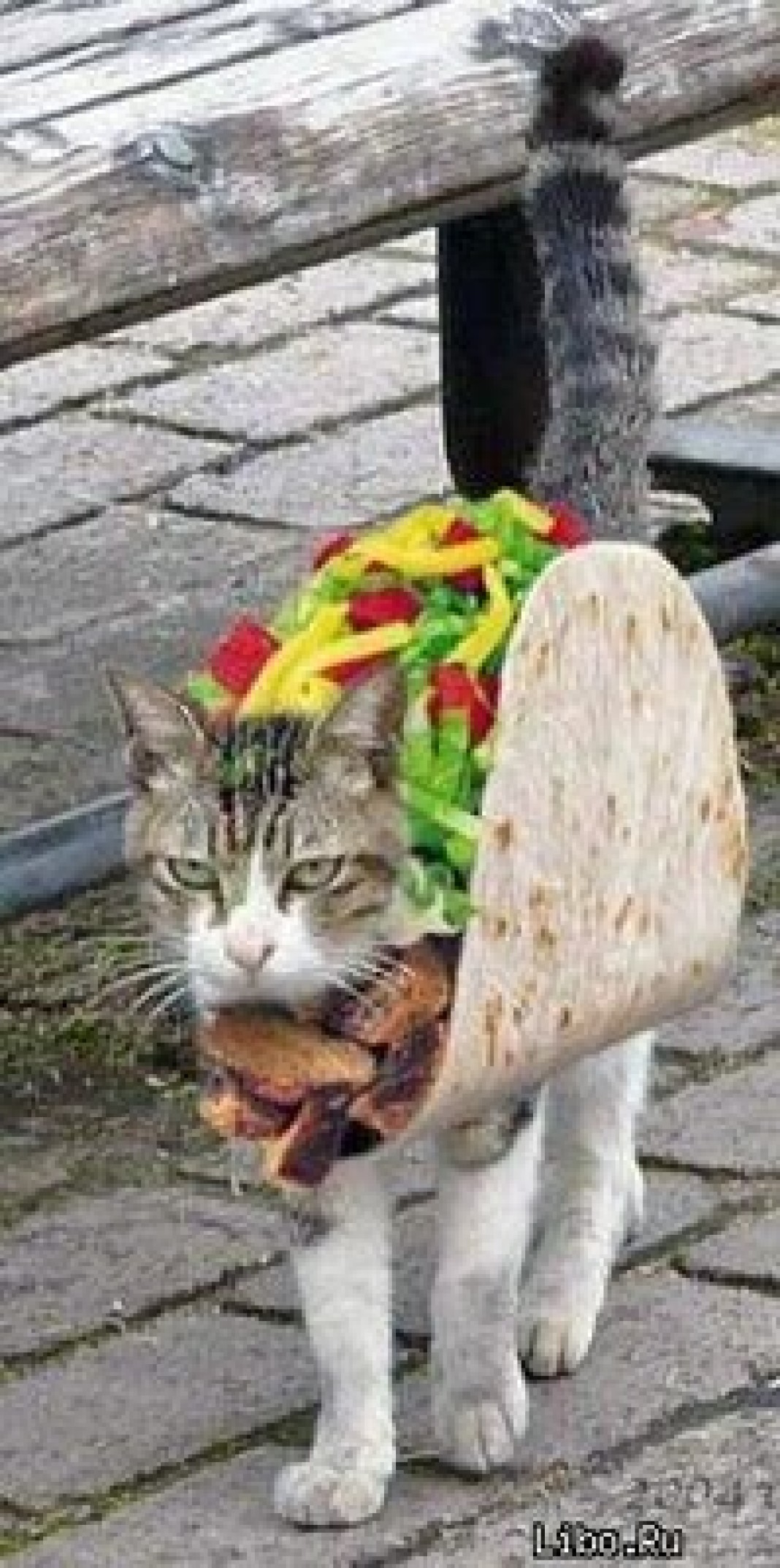 Шаурма из кошки