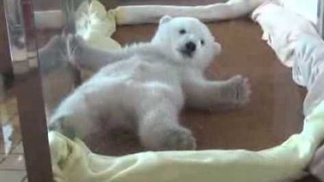 Un ourson polaire trop mignon essaie de se mettre sur le ventre