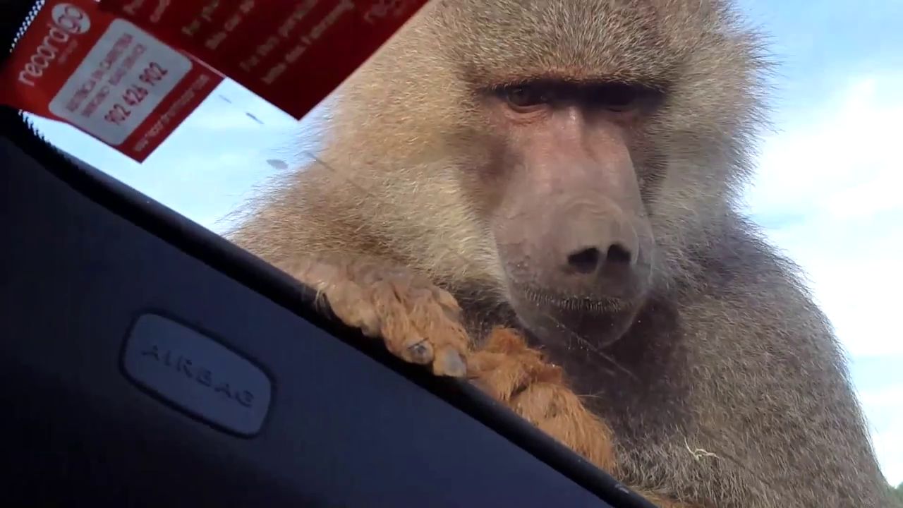 Un singe urine avec beaucoup de bonheurs sur une voiture