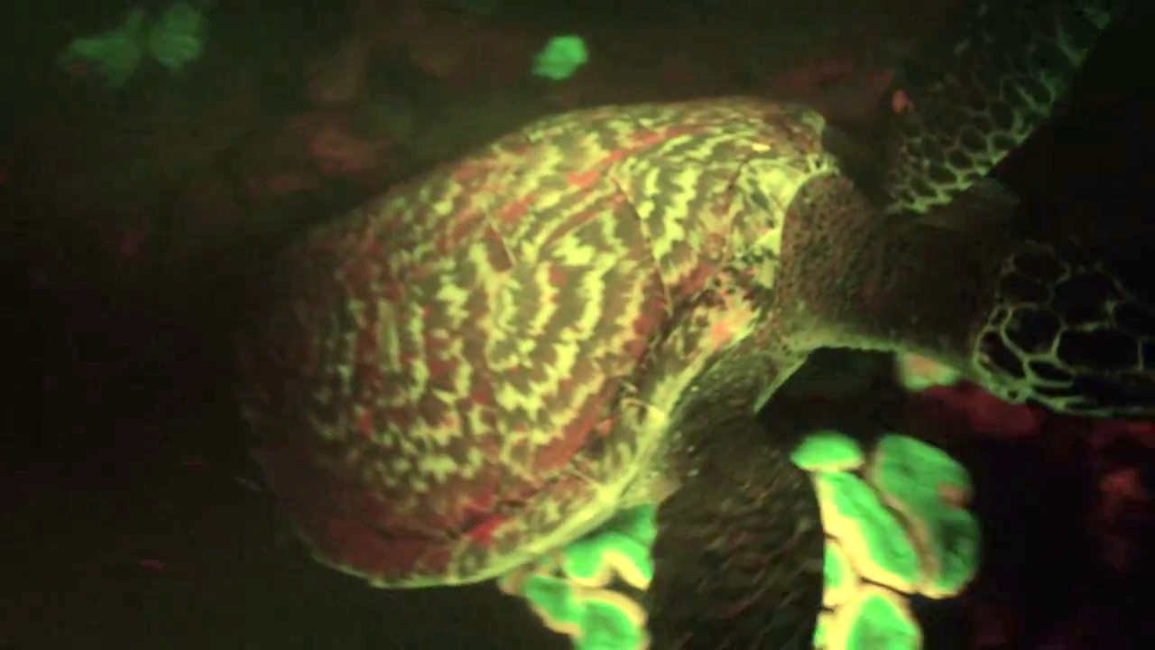 Surprenant : une tortue de mer fluorescente