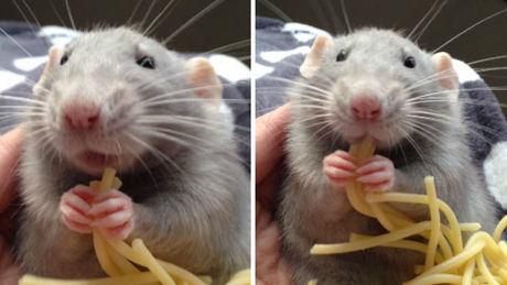 Tiens !! Ratatouille mange des spaghettis…