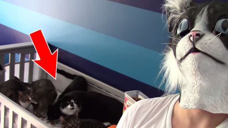 Comment effrayer une bande de chats en deux secondes…