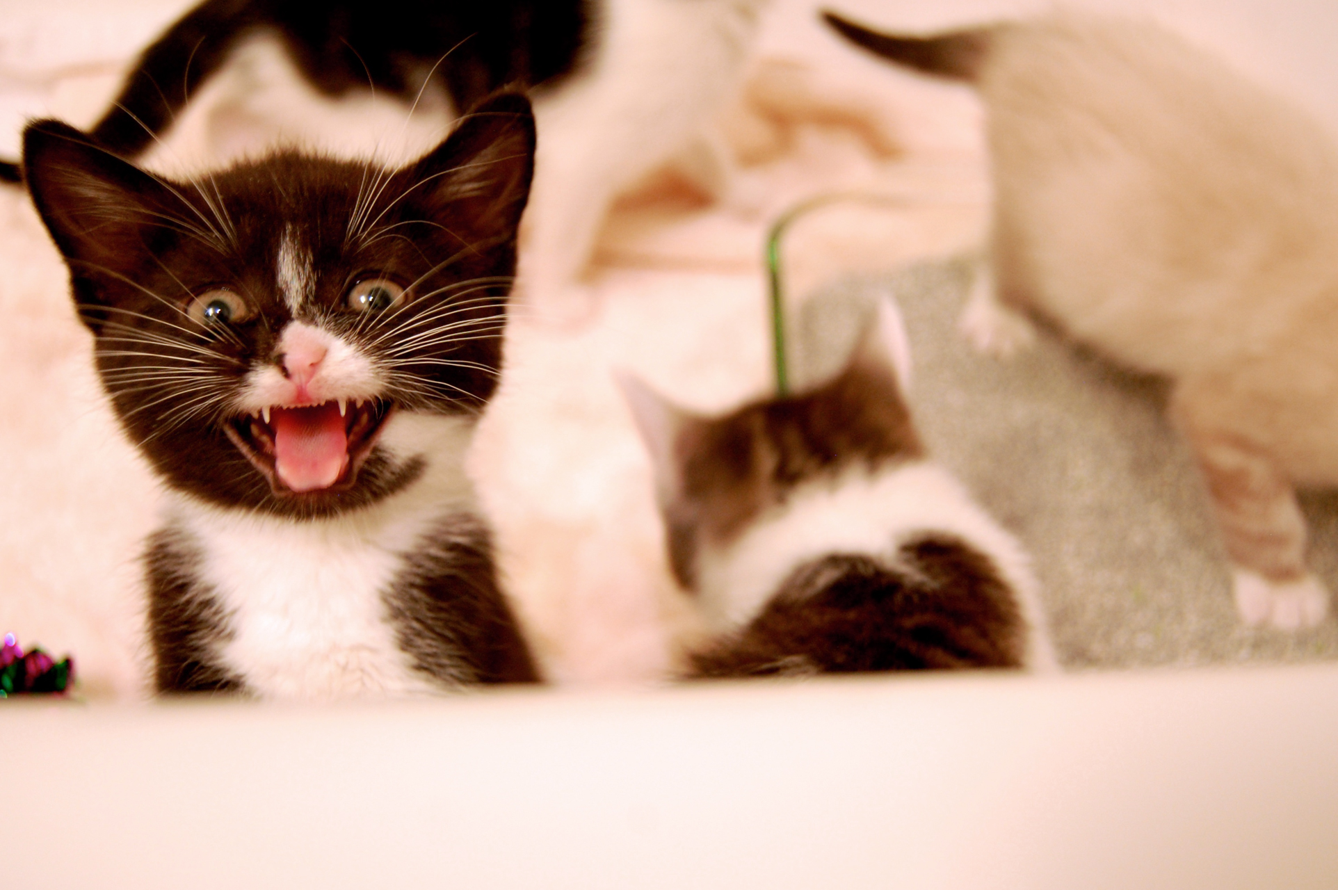 Chiens et chats une éducation par la confiance…