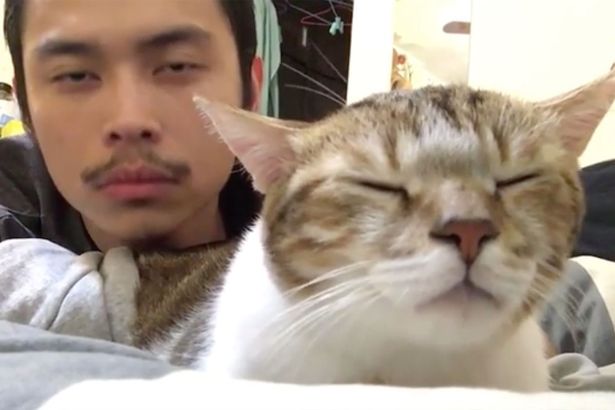 Quand un chat bouge sa tête en rythme