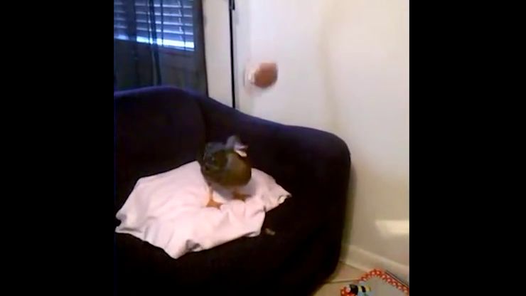 Petite brève : même les canard aiment jouer à la balle !!