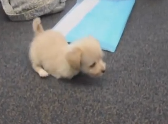 Ce chiot handicapé peut remarcher grâce à une imprimante 3D !