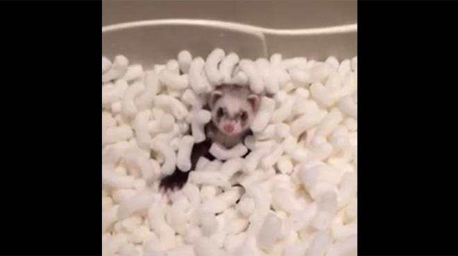 Un furet prend son pied dans un bain de chips en polystyrène