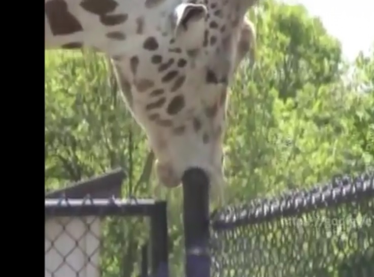 Quand une girafe fait une gâterie à un poteau !!