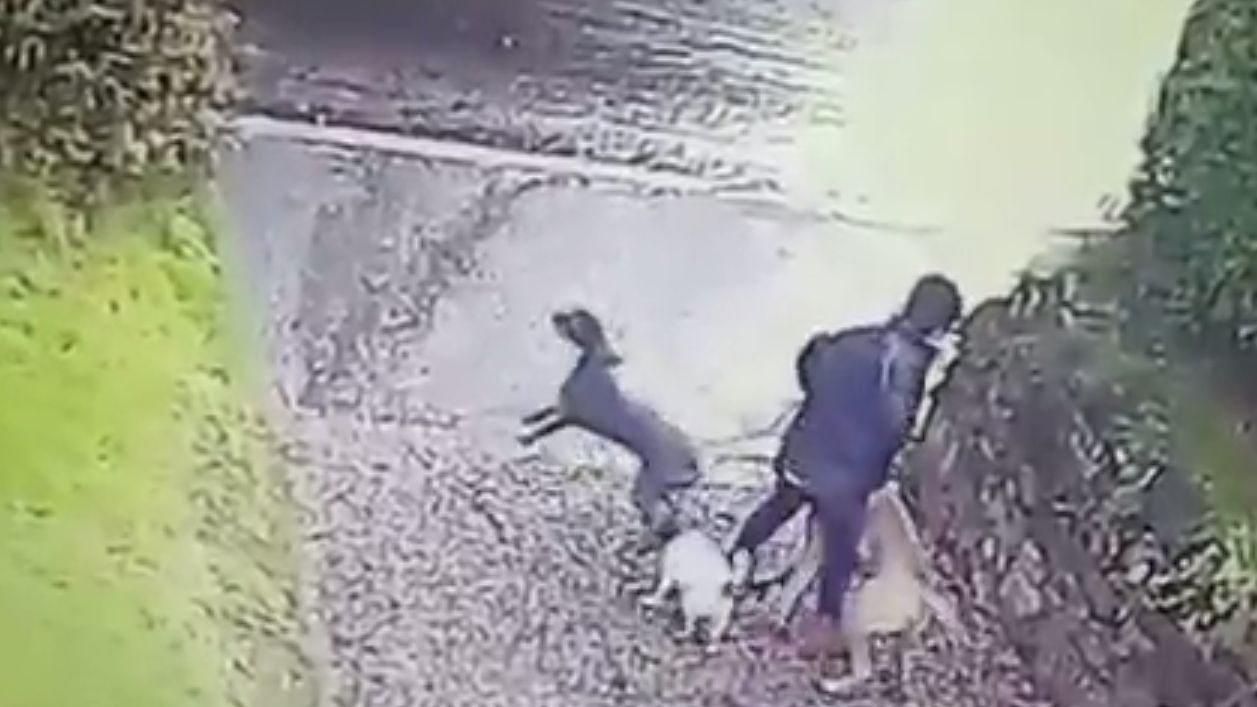Vidéo FAIL : Une femme tente de promener 3 chiens…