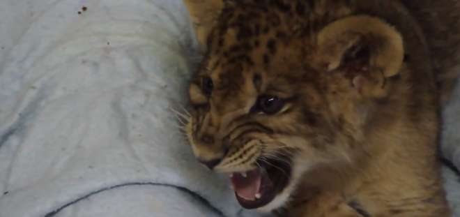 Les rugissements d&rsquo;un lionceau !! Trop mignon…