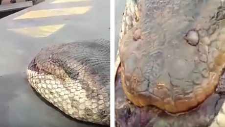 L&rsquo;un des plus grands serpents jamais découvert en Amérique du Sud