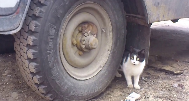 Le chat est un vrai prédateur…