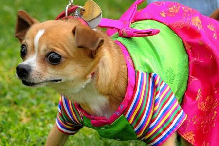 Un chien se fait une petite gâterie