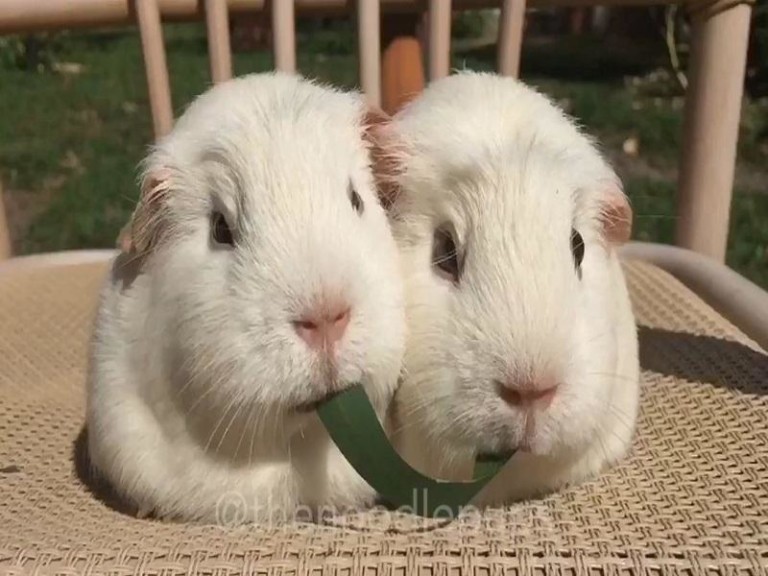 Quand deux cochons d’Inde font un remake de la belle et le clochard !!