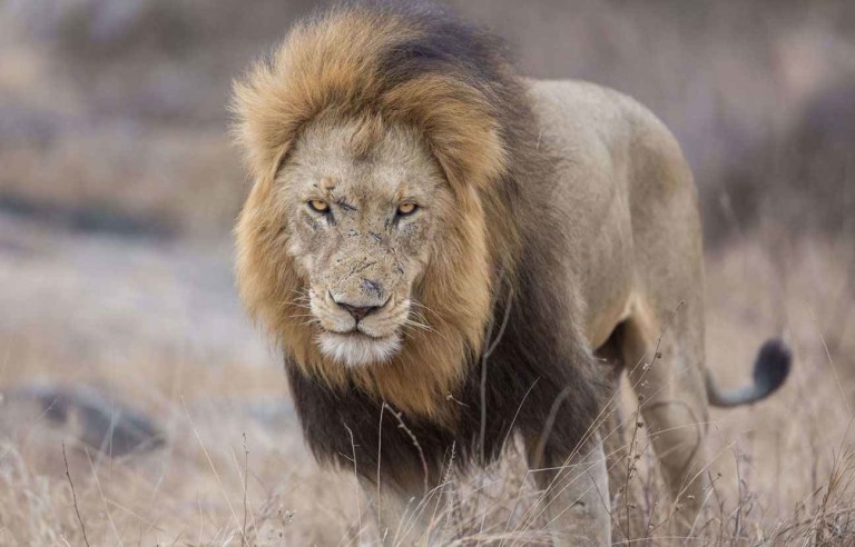 Un lion attaque son dresseur dans un cirque à Douai