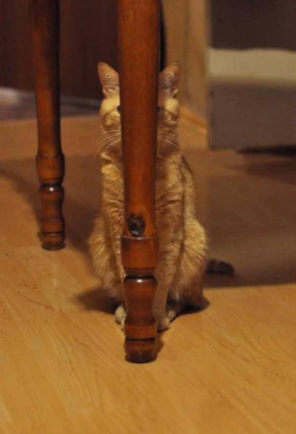 Photos : 20 chats qui ont des gênes de Ninja !!