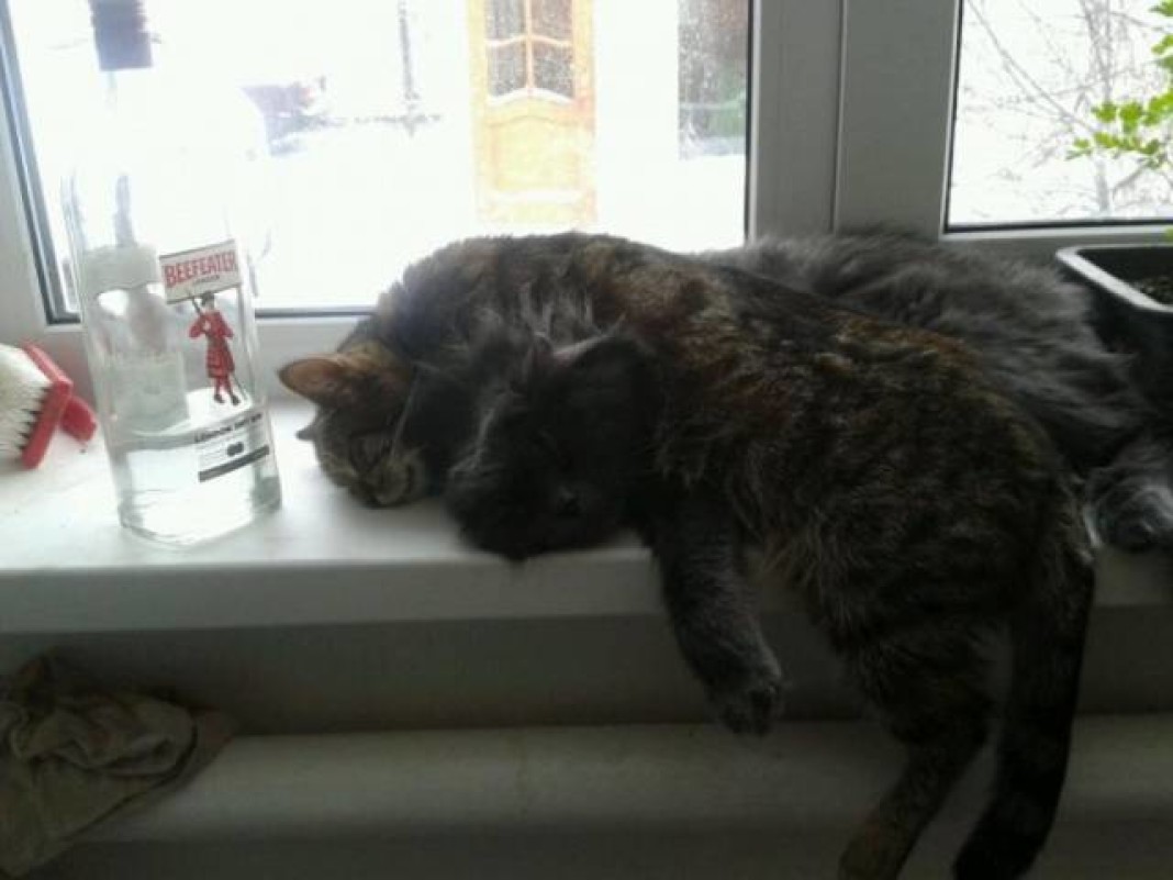 Спокойной ночи лев. Демотиваторы с бодуна. Лев с похмелья. Открытки с похмелья прикольные. Валерьянка для кошек.