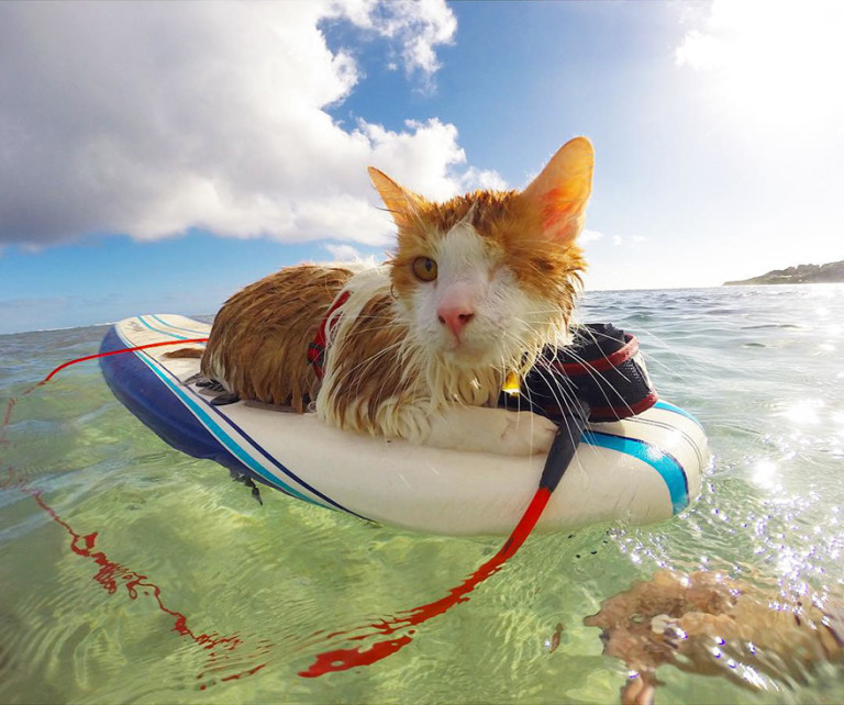 Un chat borgne passionné par le surf…