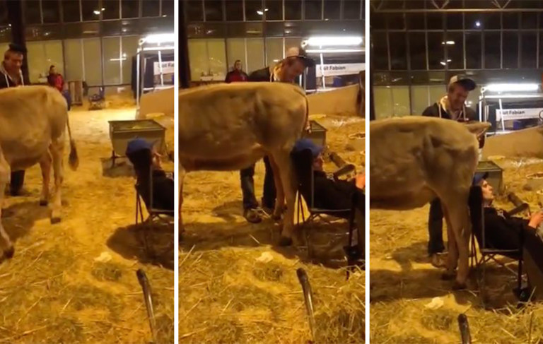 Une vache fait un gros caca sur la tête d’un garçon ivre…