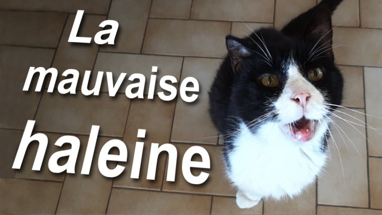 Parole de chat : La mauvaise haleine…