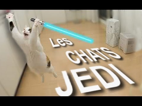 Parole de chat : Les chats jedi
