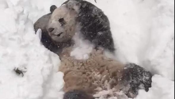 Un panda s’amuse comme un fou dans la neige