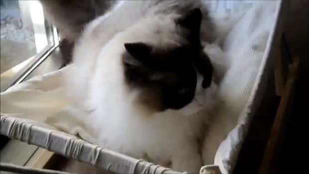 C’est l’histoire d’un chat et son hamac…