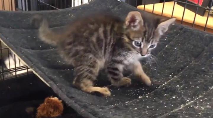 Un chaton coincé dans un égout est sauvé après 33 heures