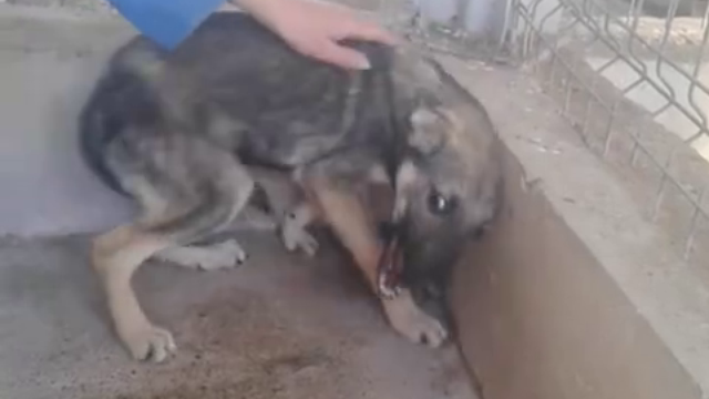 Un chien maltraité se fait caresser pour la première fois depuis des années