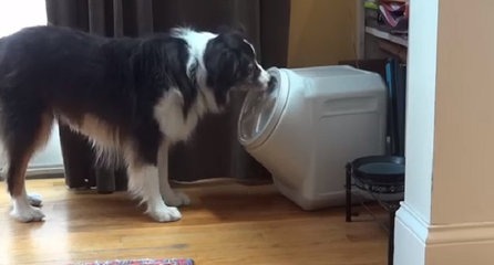 Le chien le plus intelligent du monde…