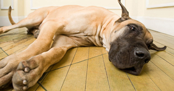 Un chien refuse catégoriquement une piqûre chez le vétérinaire…