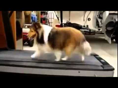La technique de triche d’un chien sur un tapis de course
