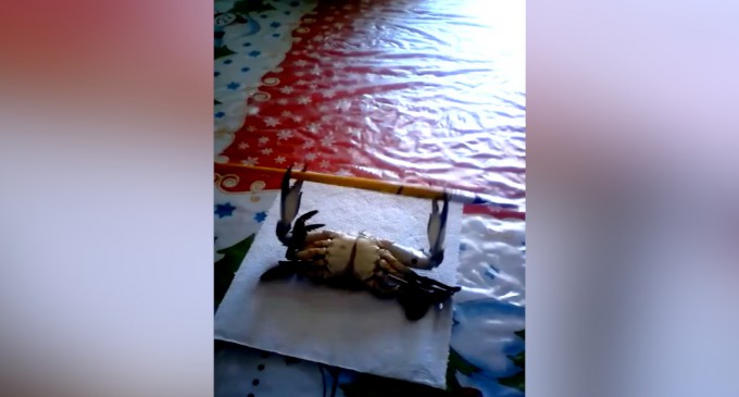 Quand un crabe fait de la muscu…