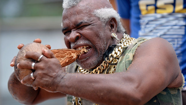 La technique d’un homme épluche une noix de coco avec ses dents…